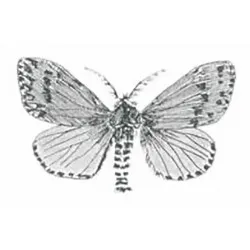 Lymantria dispar